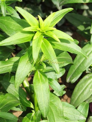  Leaves